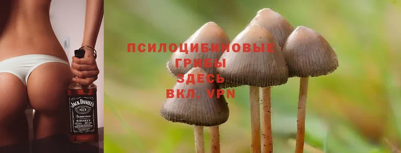 наркотики  площадка официальный сайт  Галлюциногенные грибы Psilocybe  Елец 